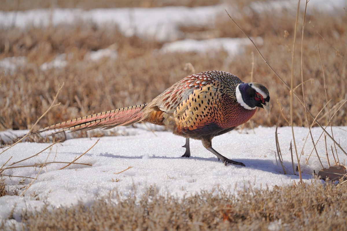 Ring-necked Pheasant - ML414702341