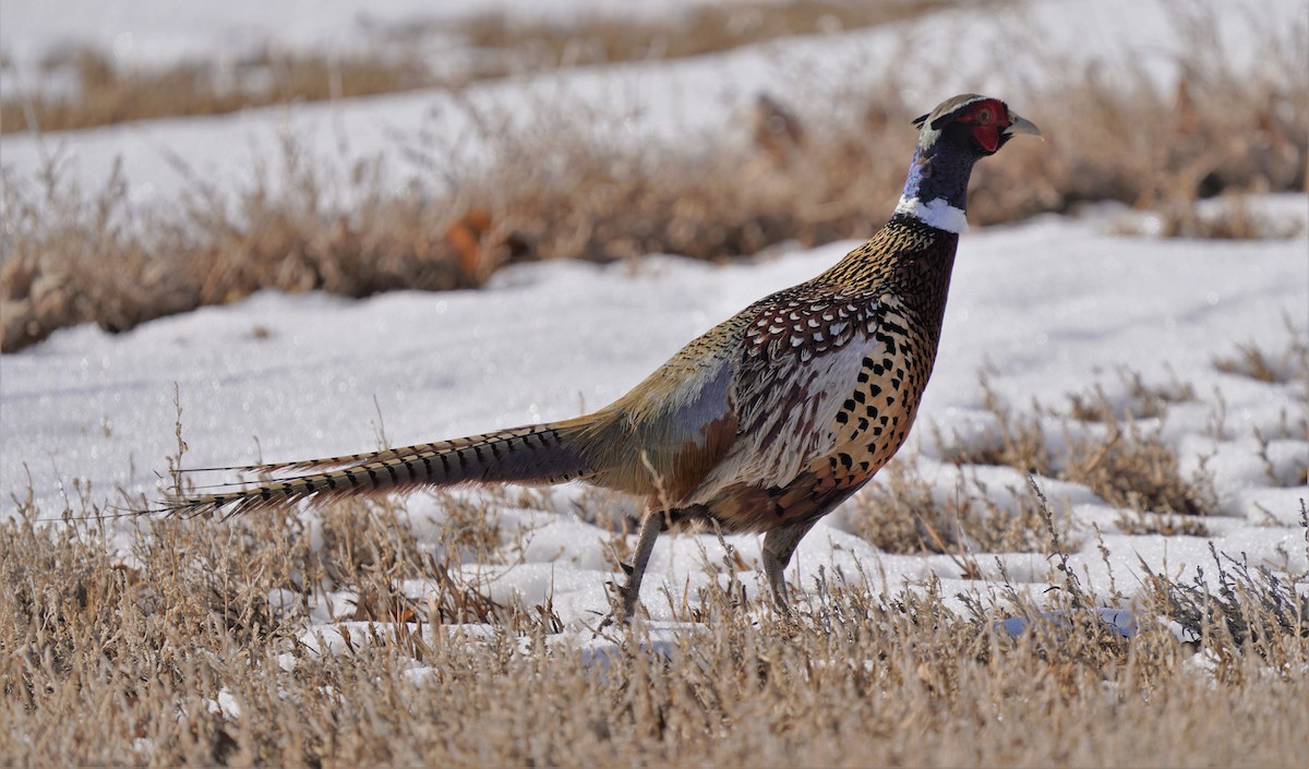 Ring-necked Pheasant - ML414702591