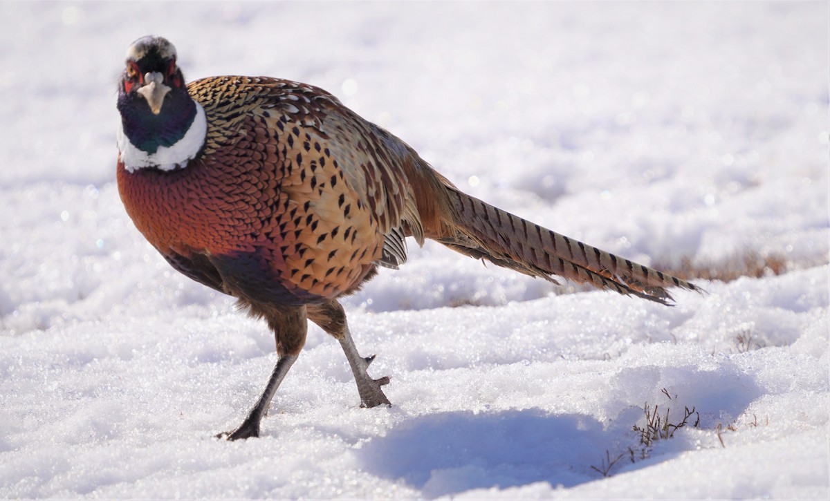Ring-necked Pheasant - ML414704931