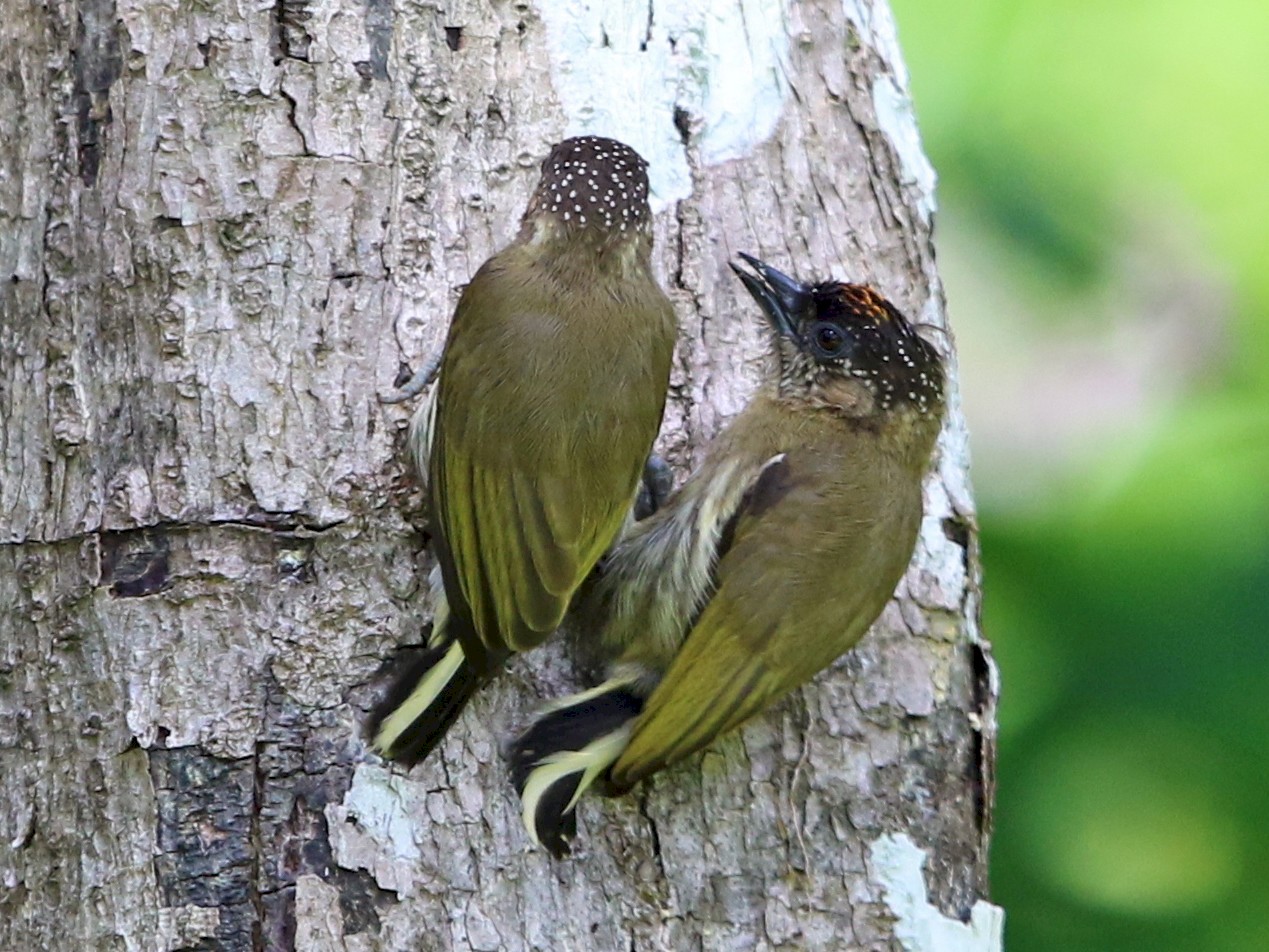 Olivaceous Piculet - Jeff Tingle