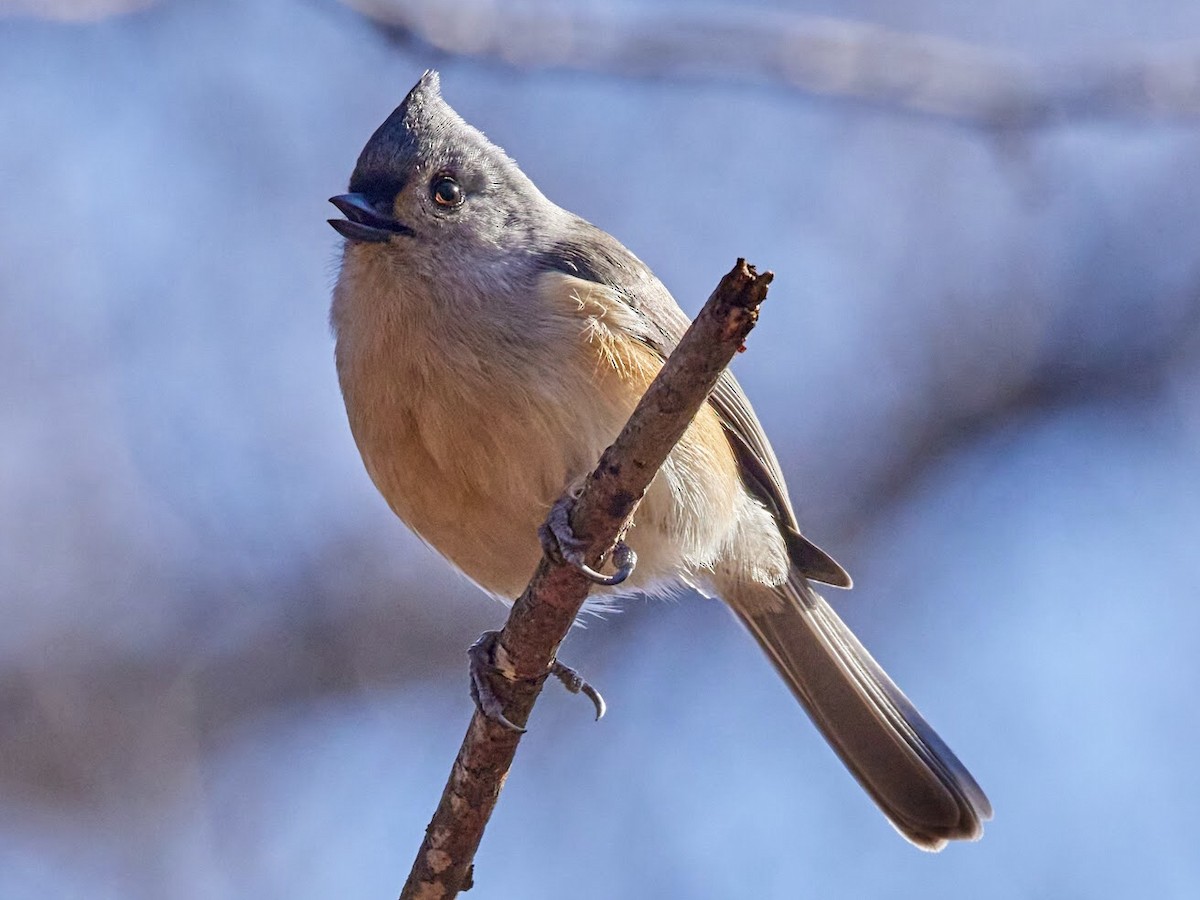 Tufted Titmouse - terry VP