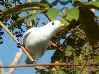  - Yellow-billed Cotinga