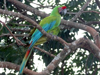  - Great Green Macaw