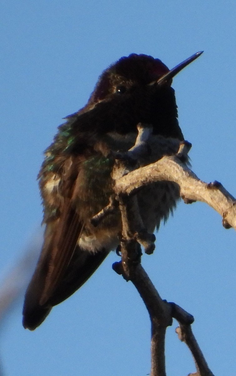 Anna's Hummingbird - ML414717371