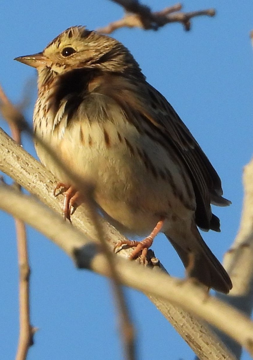 Savannah Sparrow - ML414717431
