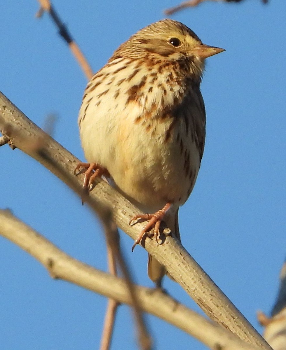 Savannah Sparrow - ML414717721