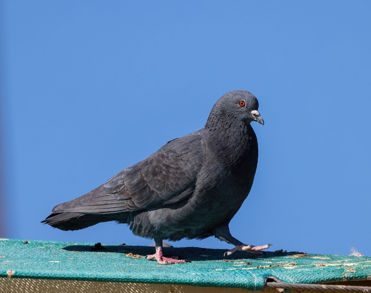 Rock Pigeon (Feral Pigeon) - ML414719251