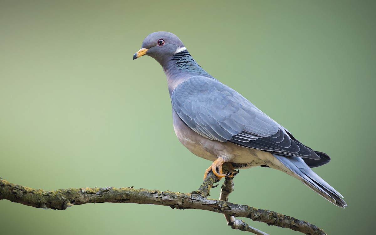 Band-tailed Pigeon - ML414719881