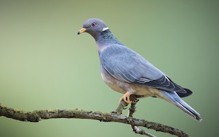 Band-tailed Pigeon