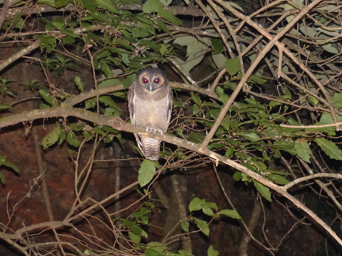 Brown Wood-Owl - ML414725831