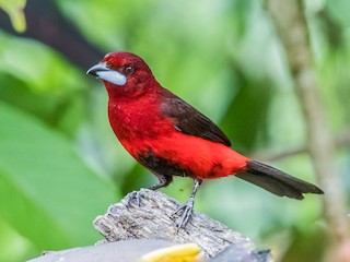  - Black-bellied Tanager