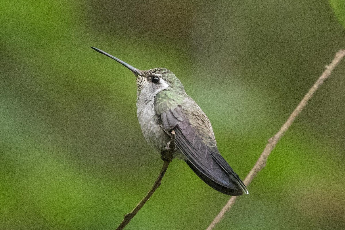 kolibřík blankytohrdlý - ML414727921