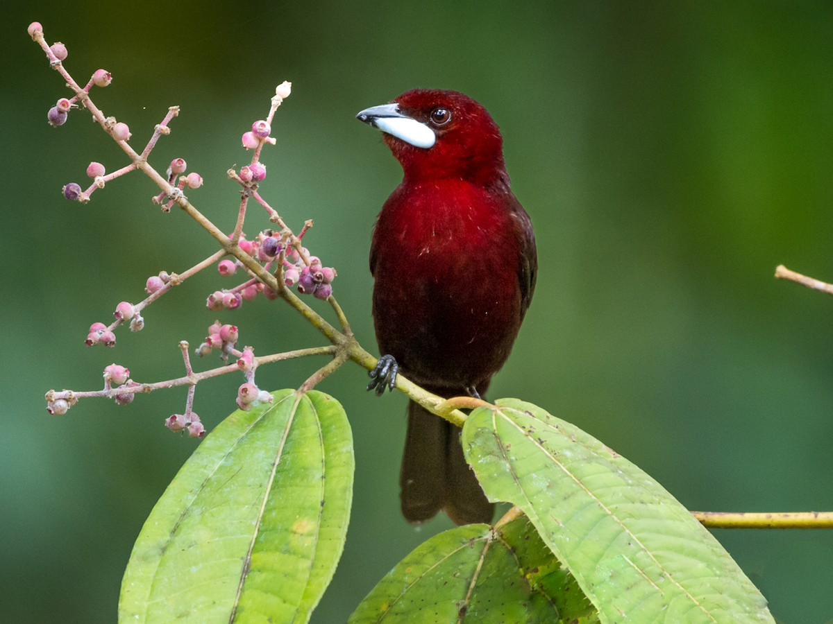 Silver-beaked Tanager - eBird