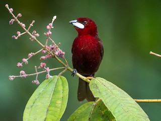  - Silver-beaked Tanager
