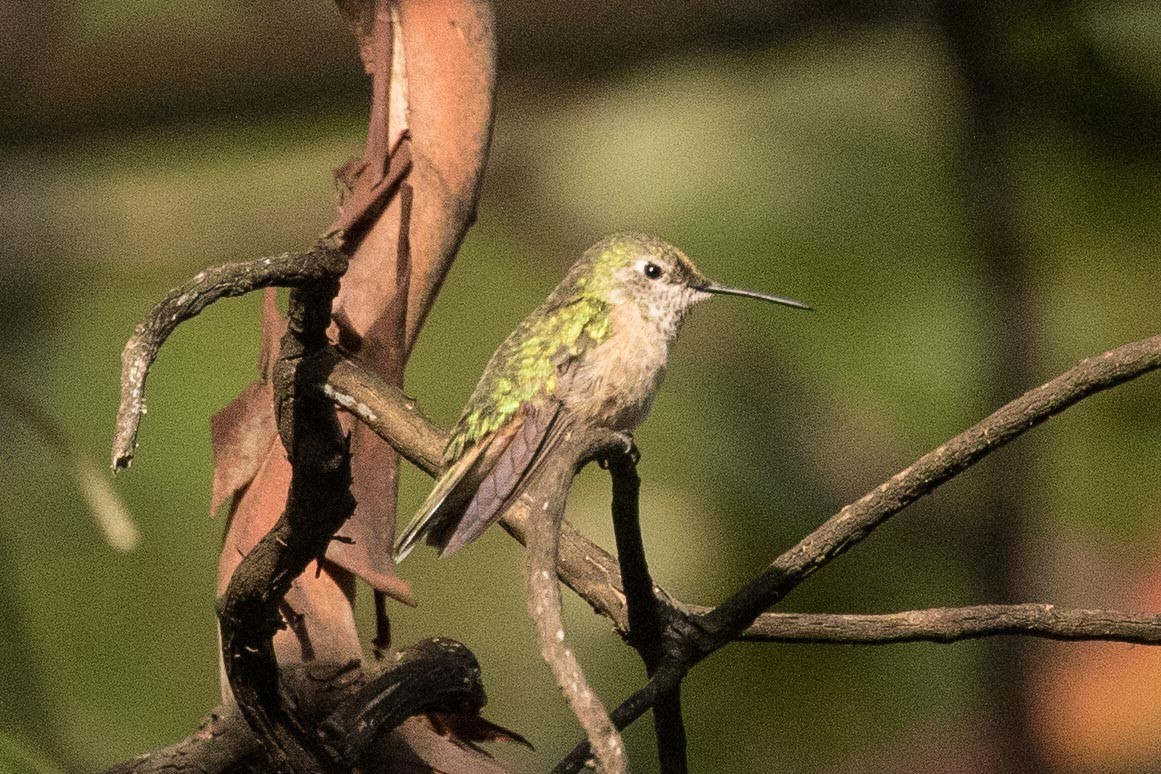 Broad-tailed Hummingbird - Eric VanderWerf