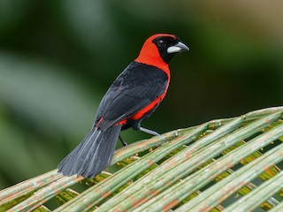 - Masked Crimson Tanager