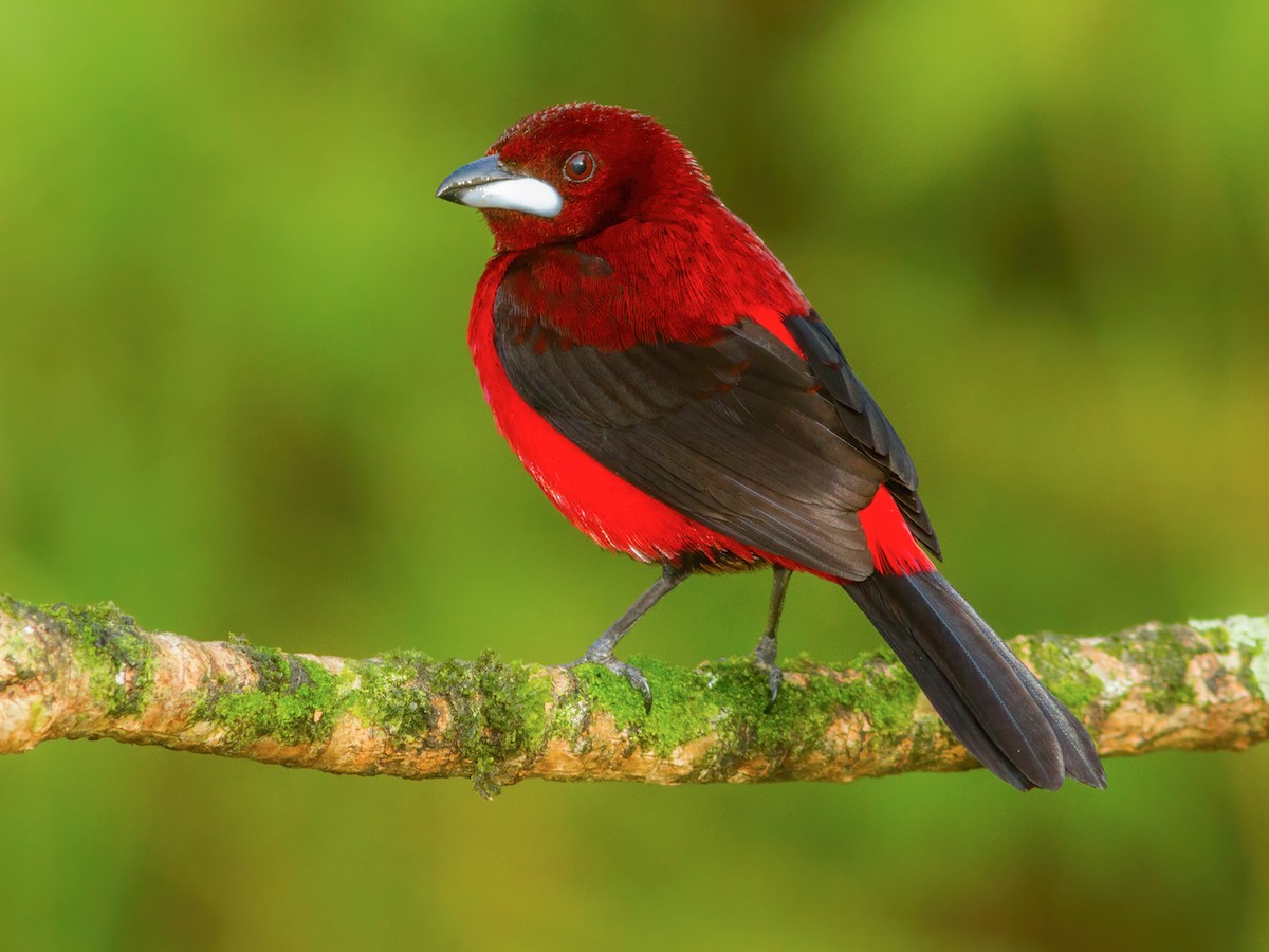 Crimson-backed Tanager - eBird