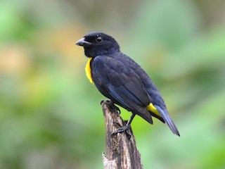  - Golden-chested Tanager