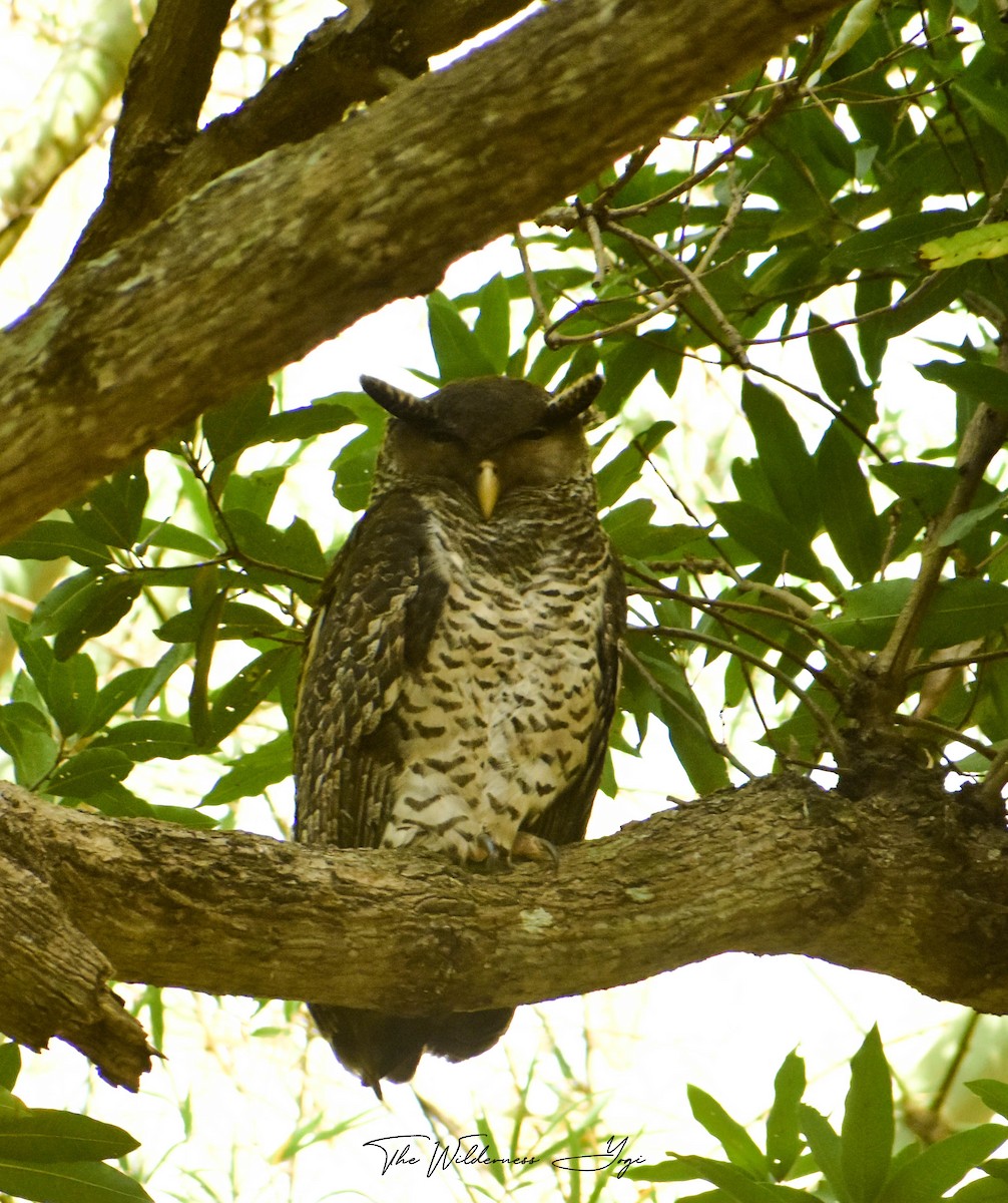 Spot-bellied Eagle-Owl - ML414732301