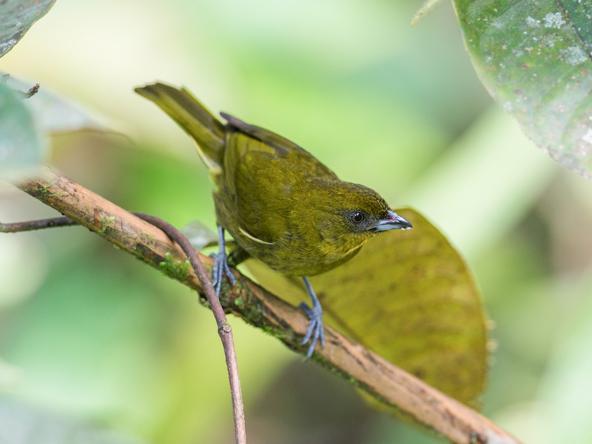 Yellow-green Tanager - Bangsia flavovirens - Birds of the World