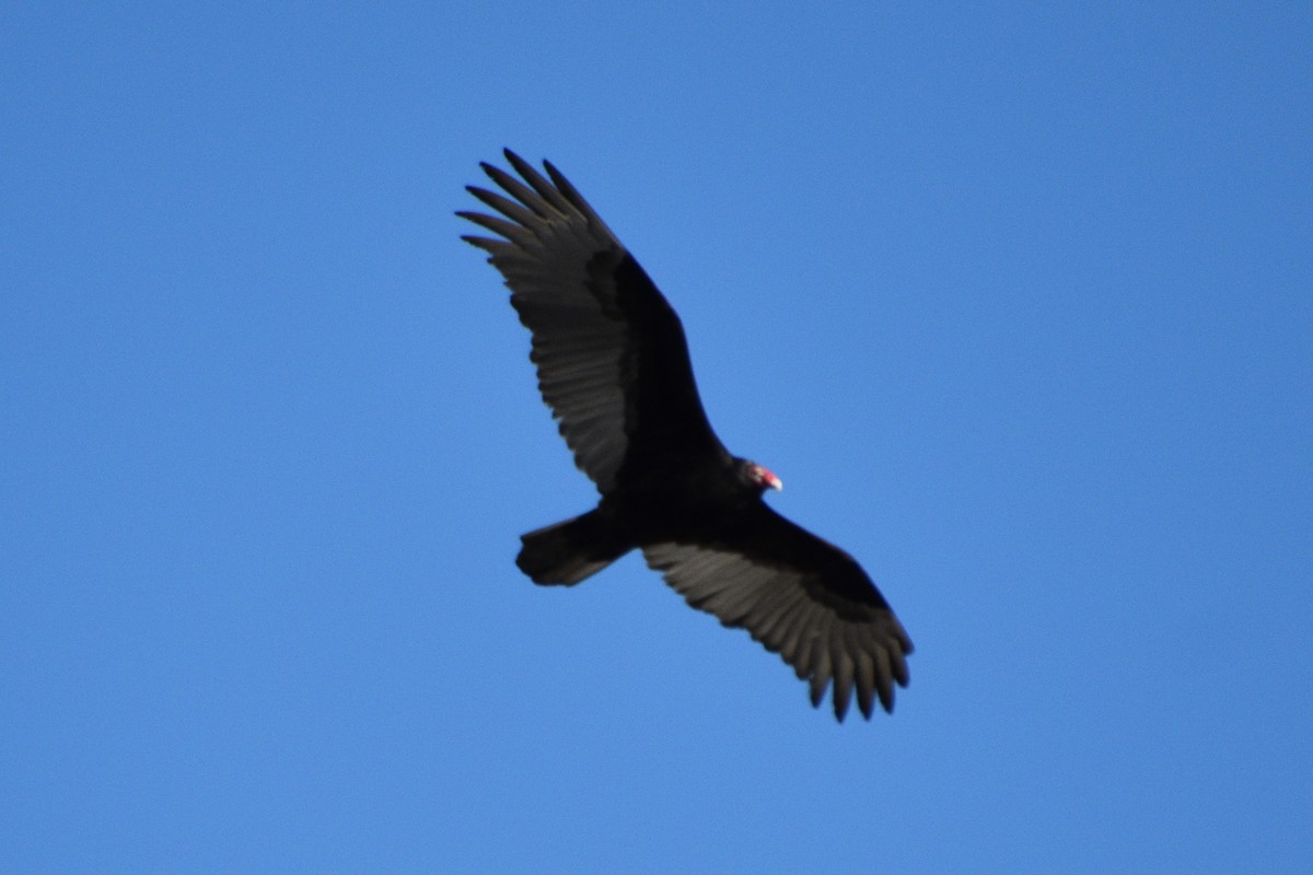 Turkey Vulture - ML414736131