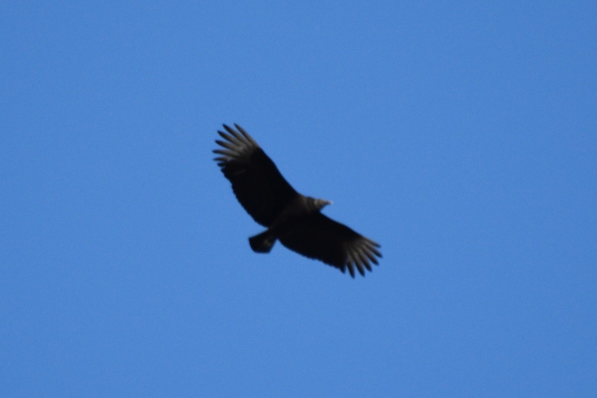 Black Vulture - ML414736391