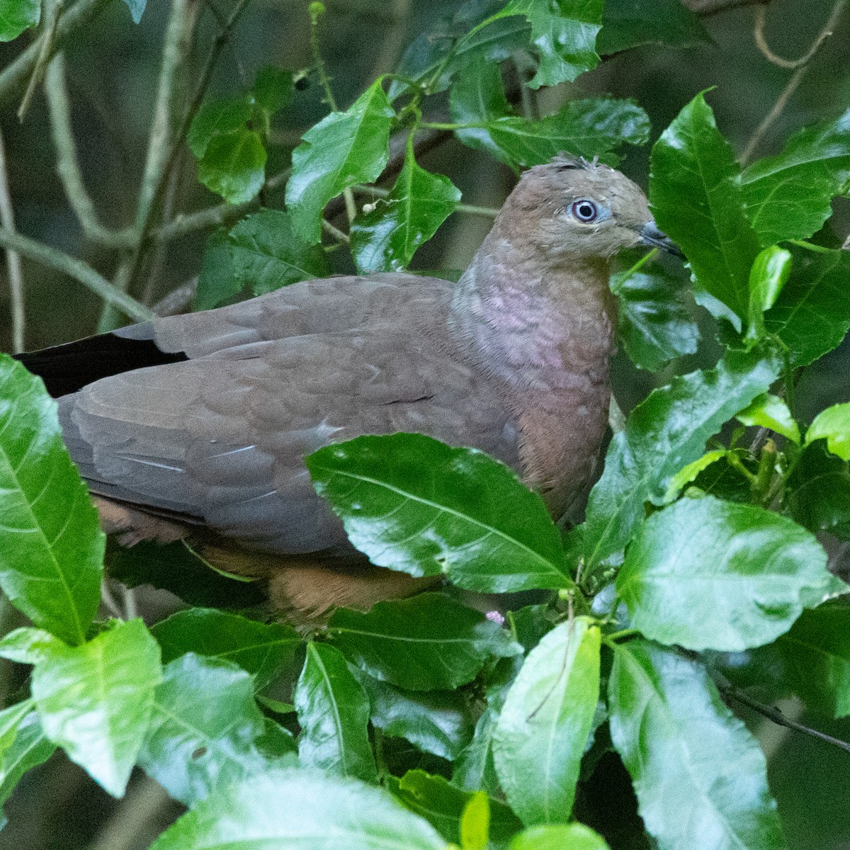 Brown Cuckoo-Dove - ML414743231
