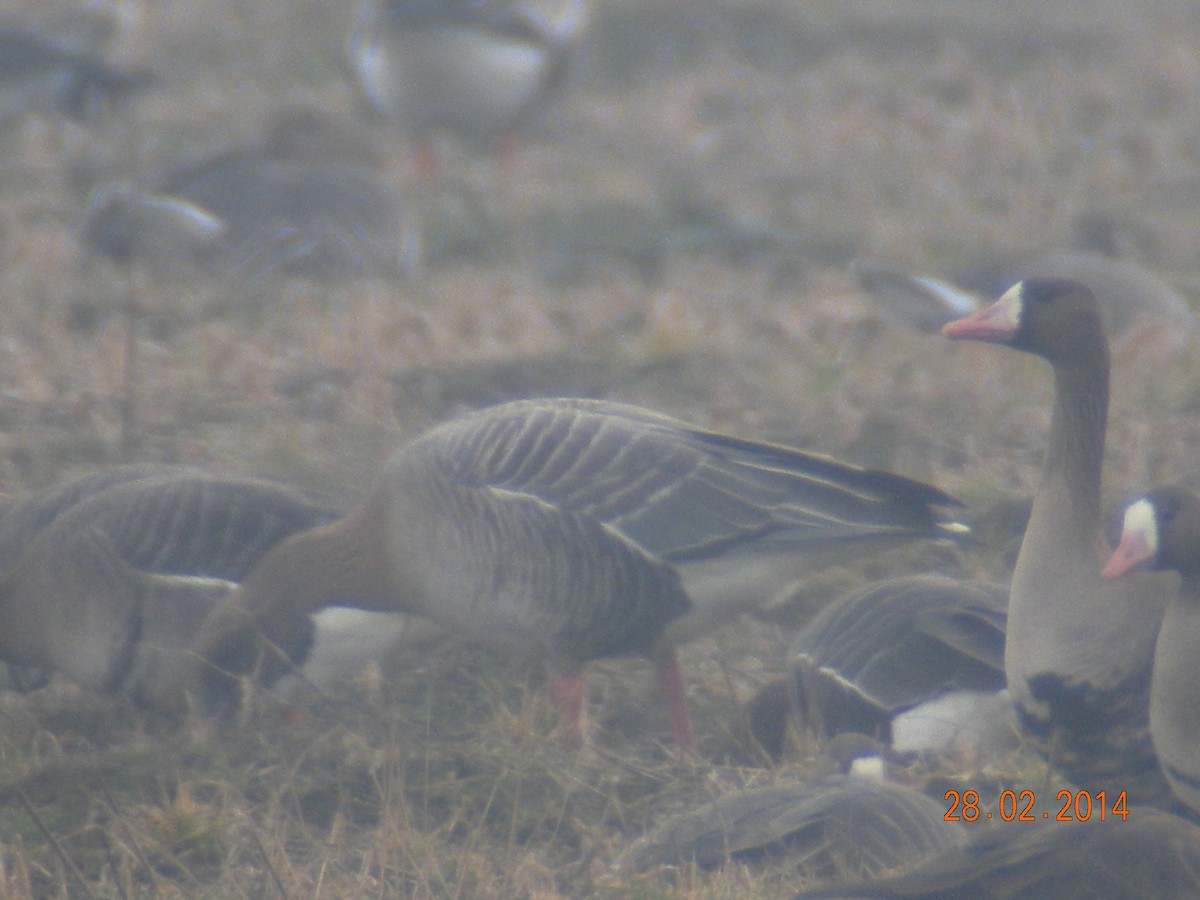 Pink-footed Goose - ML414746231