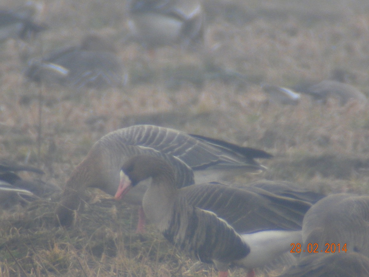 Pink-footed Goose - ML414746241