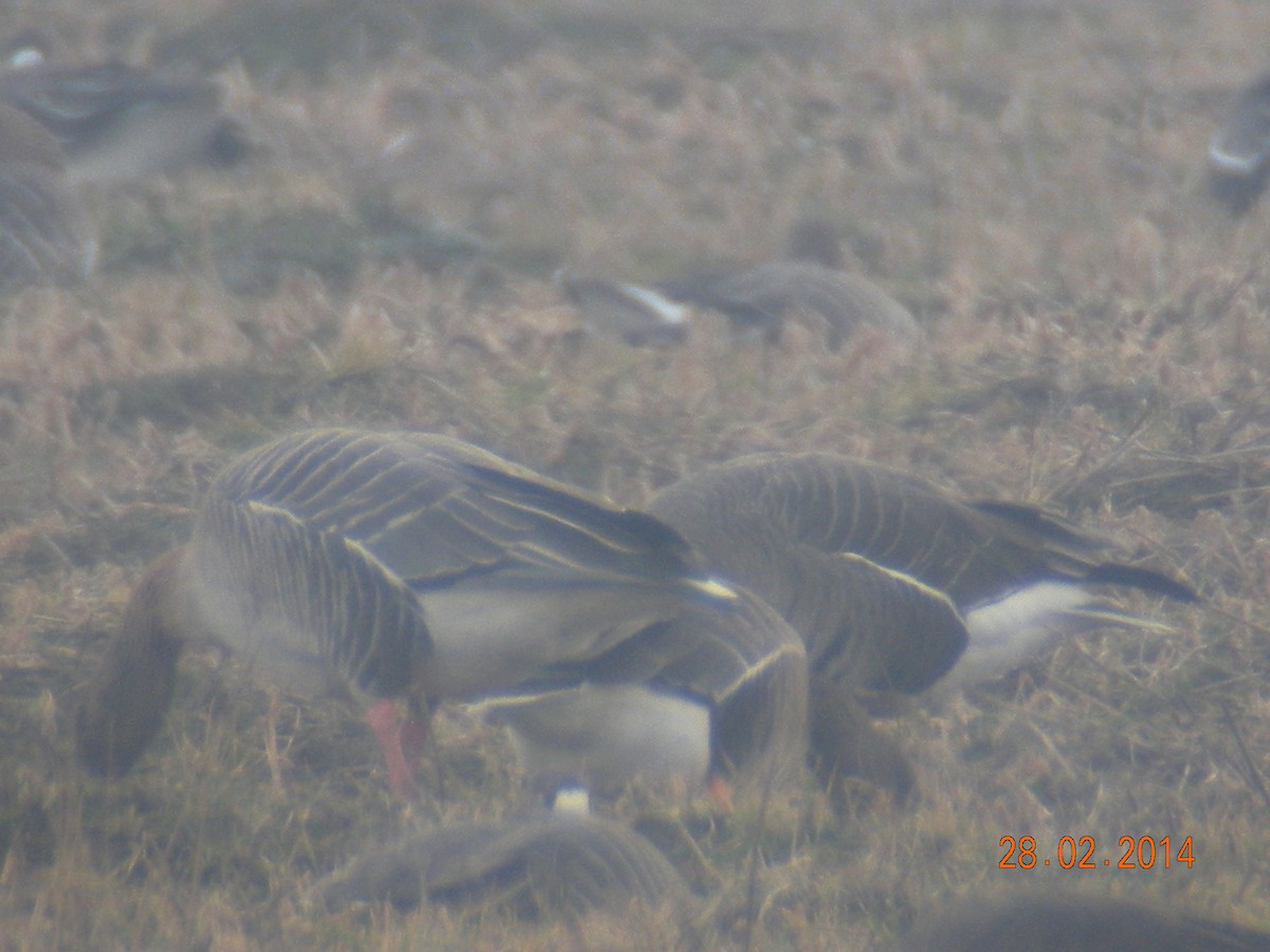 Pink-footed Goose - ML414746251