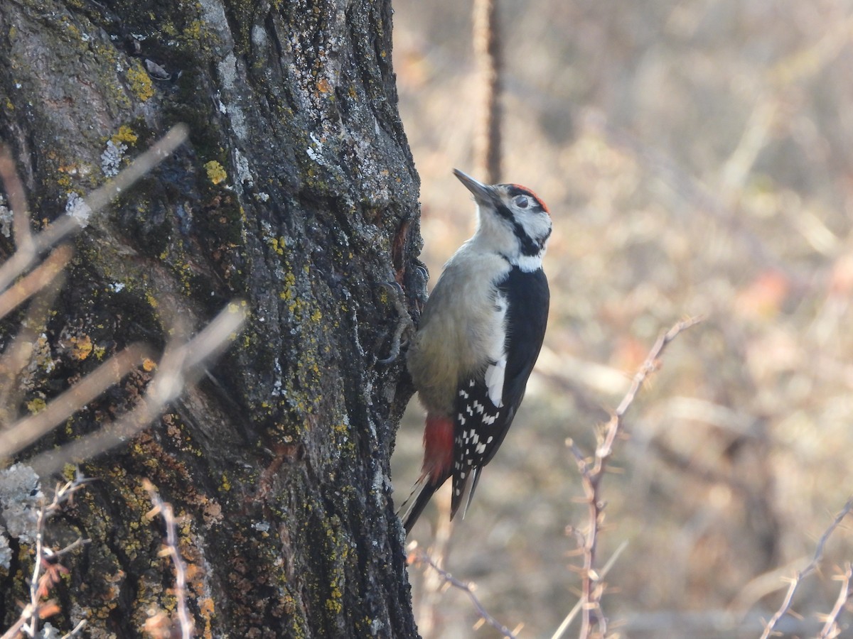 Himalayan Woodpecker - ML414746301