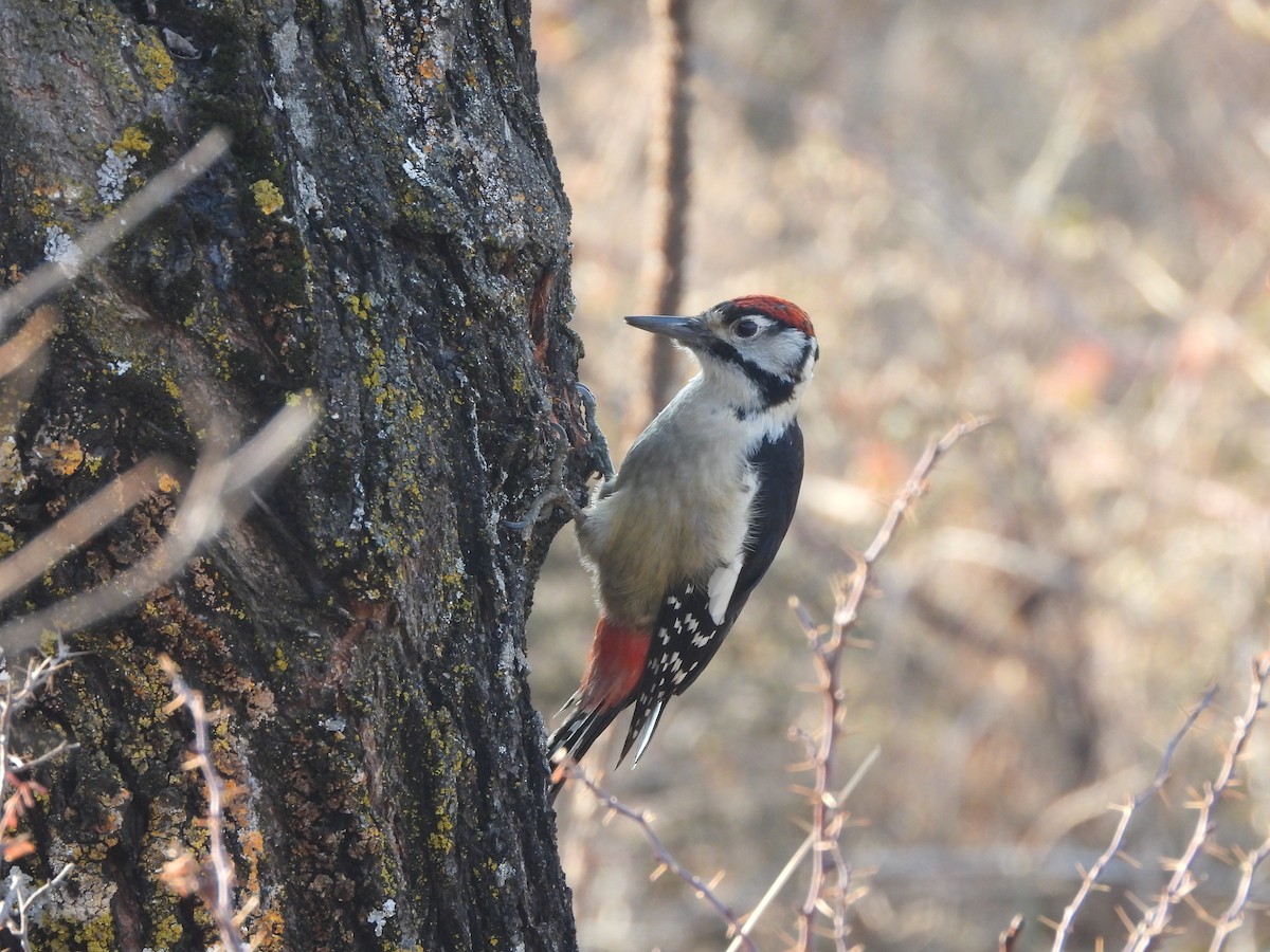 Himalayan Woodpecker - ML414746311