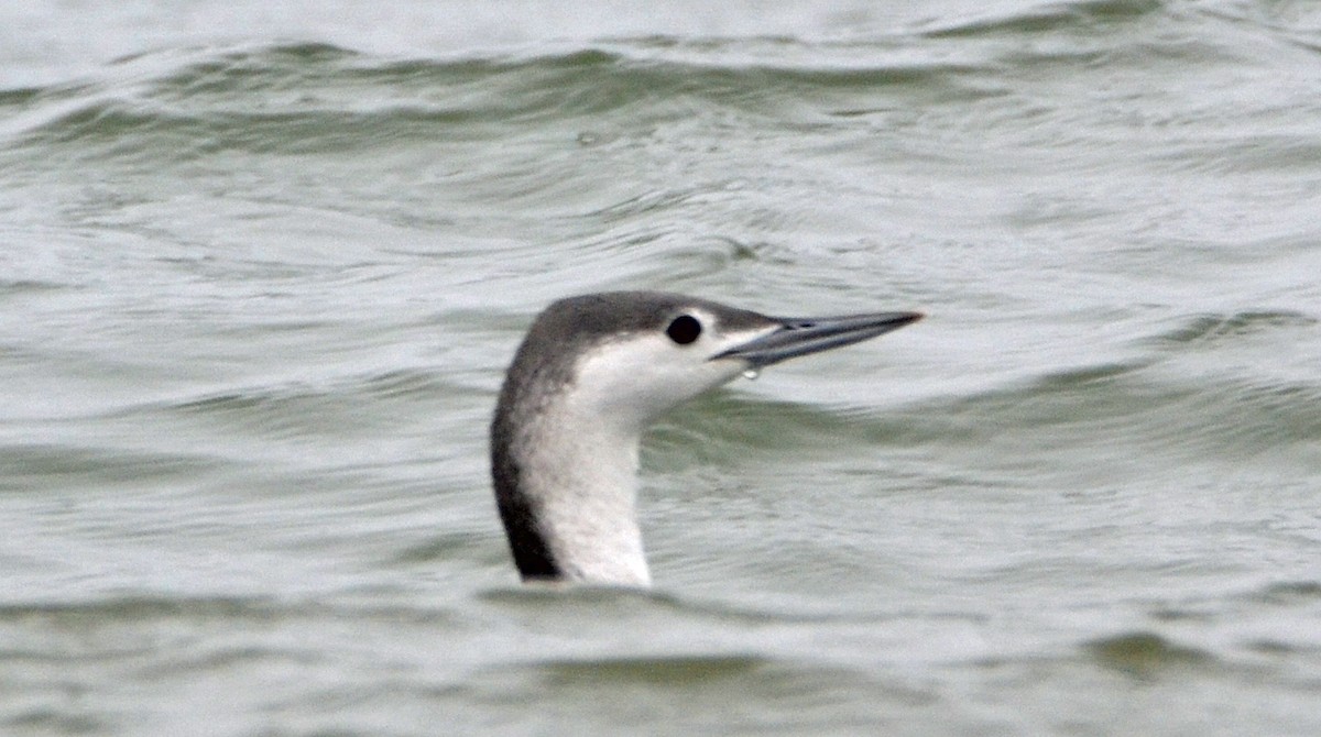 Red-throated Loon - ML41475121