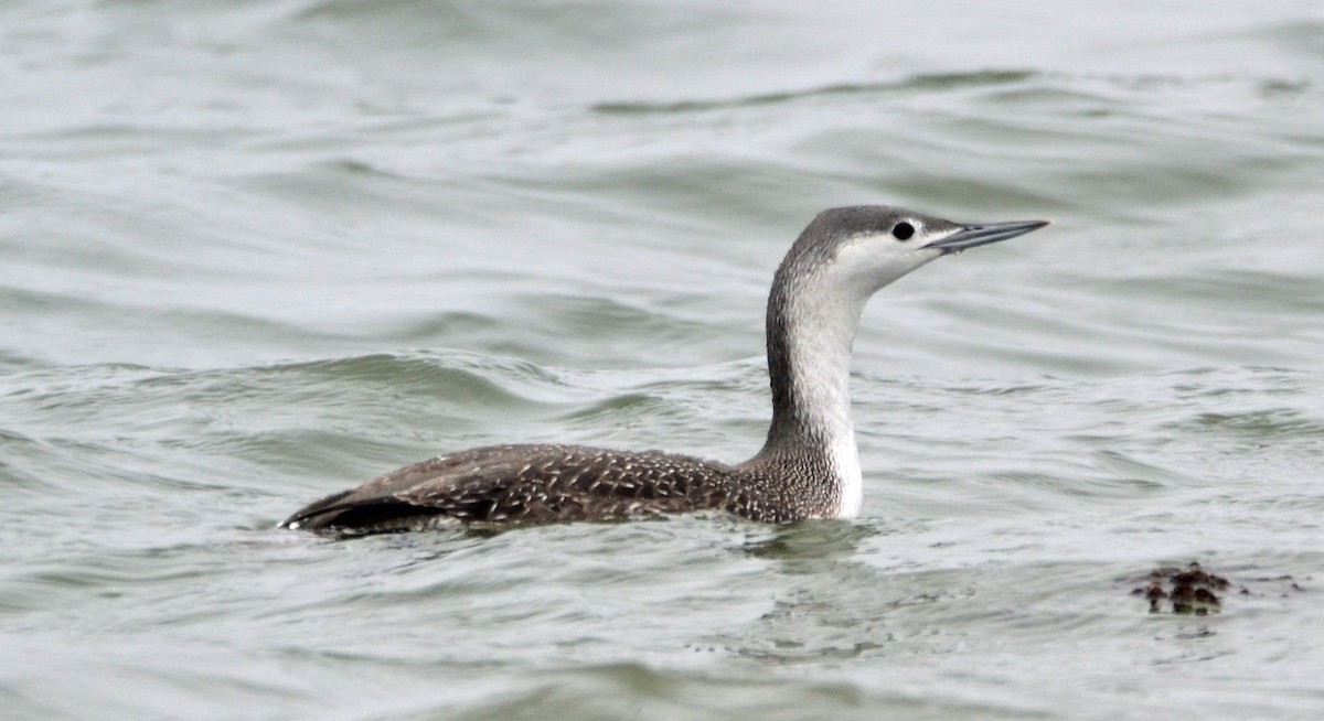 Red-throated Loon - ML41475131