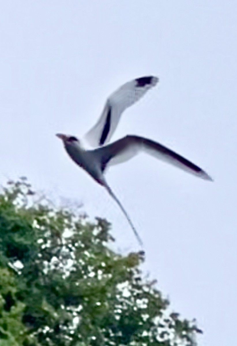 White-tailed Tropicbird - ML414752621