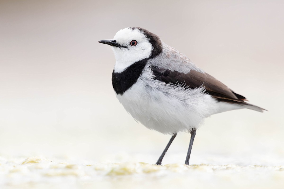 White-fronted Chat - ML414755931