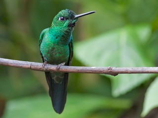 Adult male - Michael Todd - ML41475991