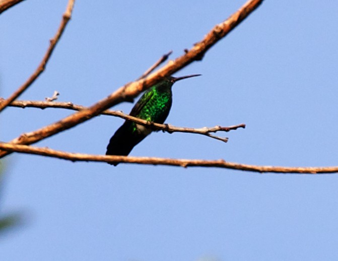 kolibřík modrobradý - ML414763551