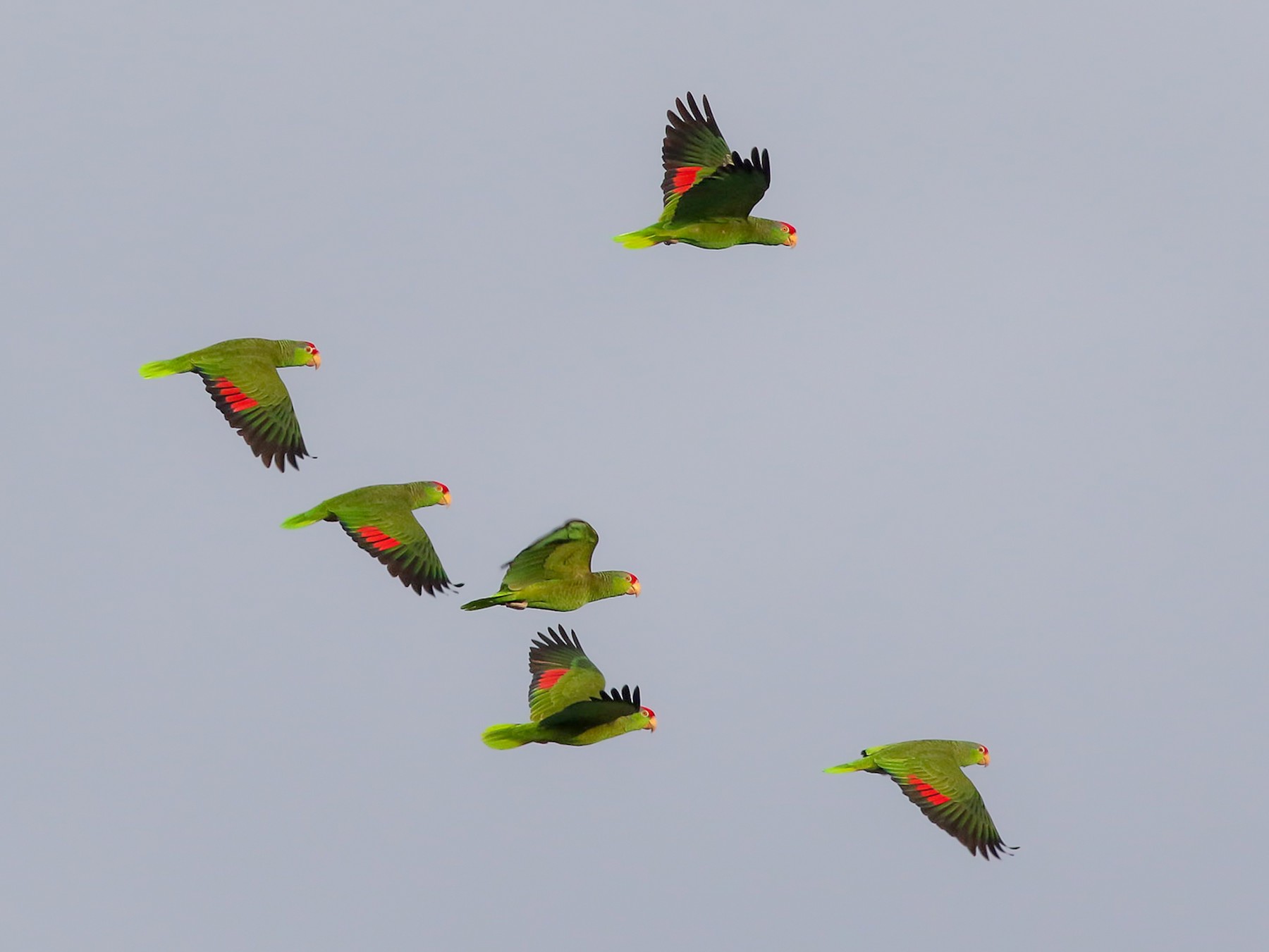 Red-crowned Parrot - Michael O'Brien