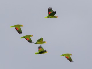 Red-crowned Amazon - eBird