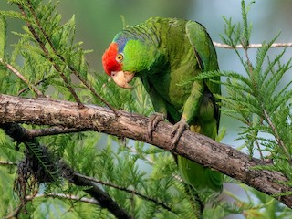 メキシコアカボウシインコ - eBird