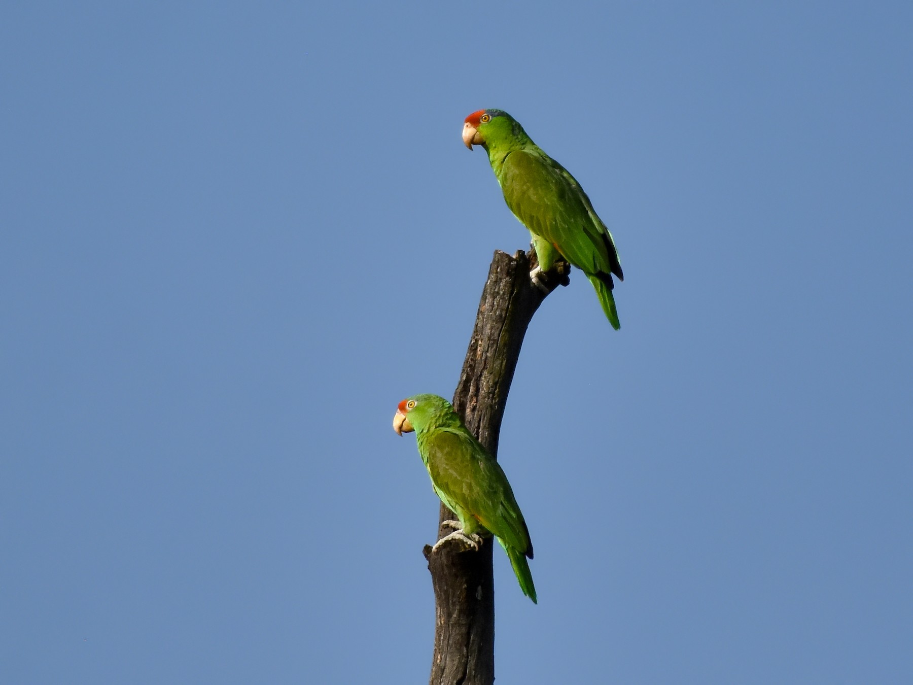 Red-crowned Parrot - Mauricio López