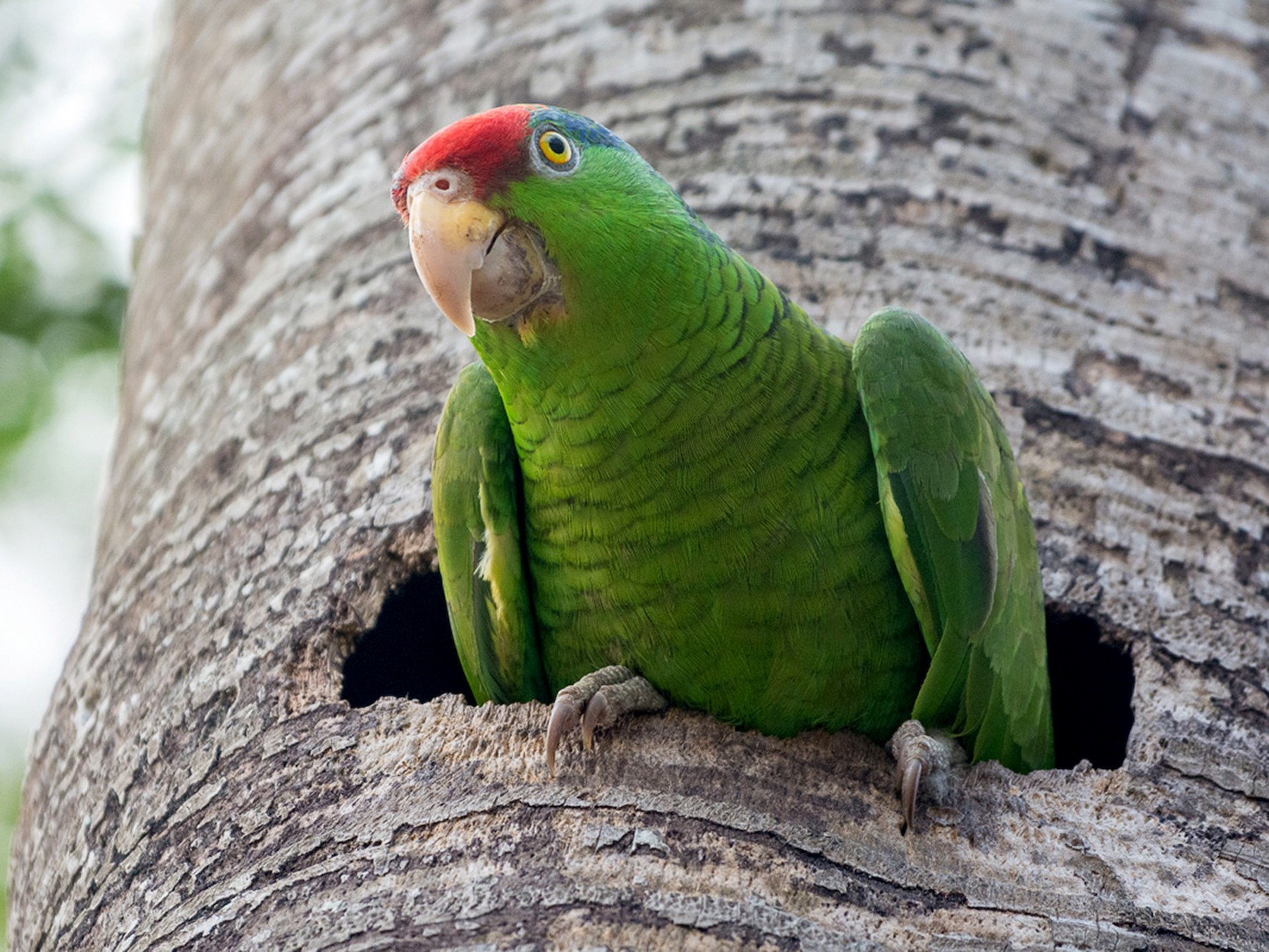 Red-crowned Parrot - Juan Miguel Artigas Azas