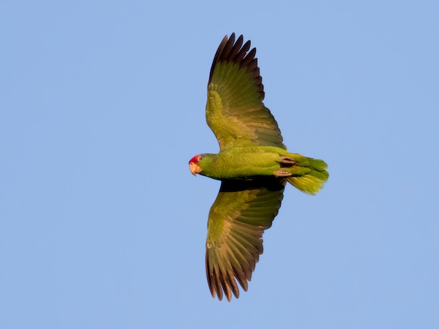  - Red-crowned Parrot - 