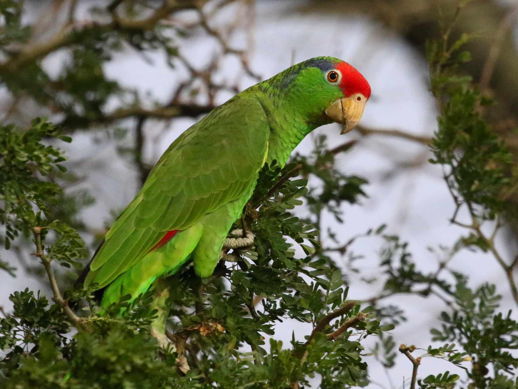 red amazon parrot