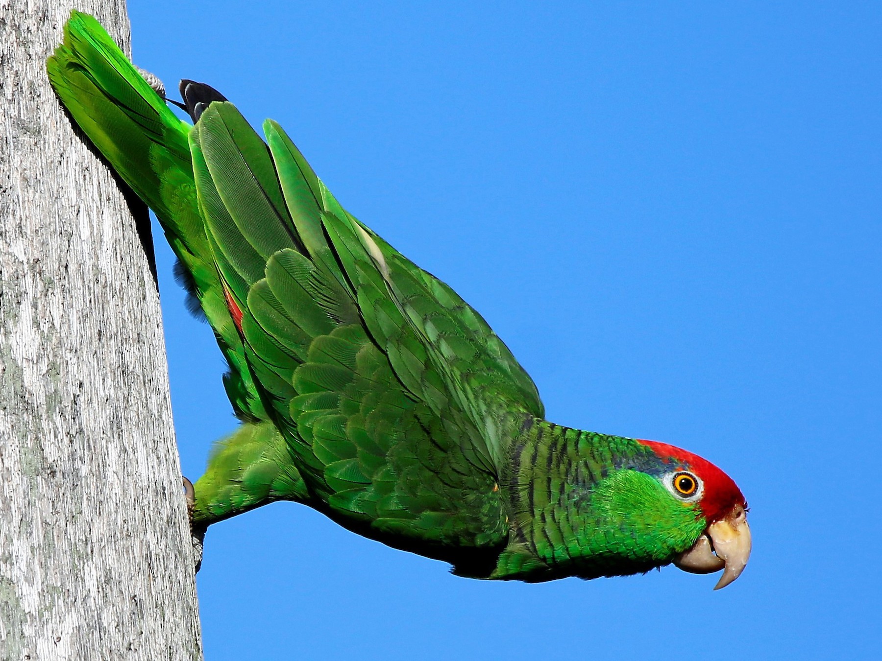 Red-crowned Parrot - Madeleine Sandefur