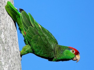  - Red-crowned Parrot