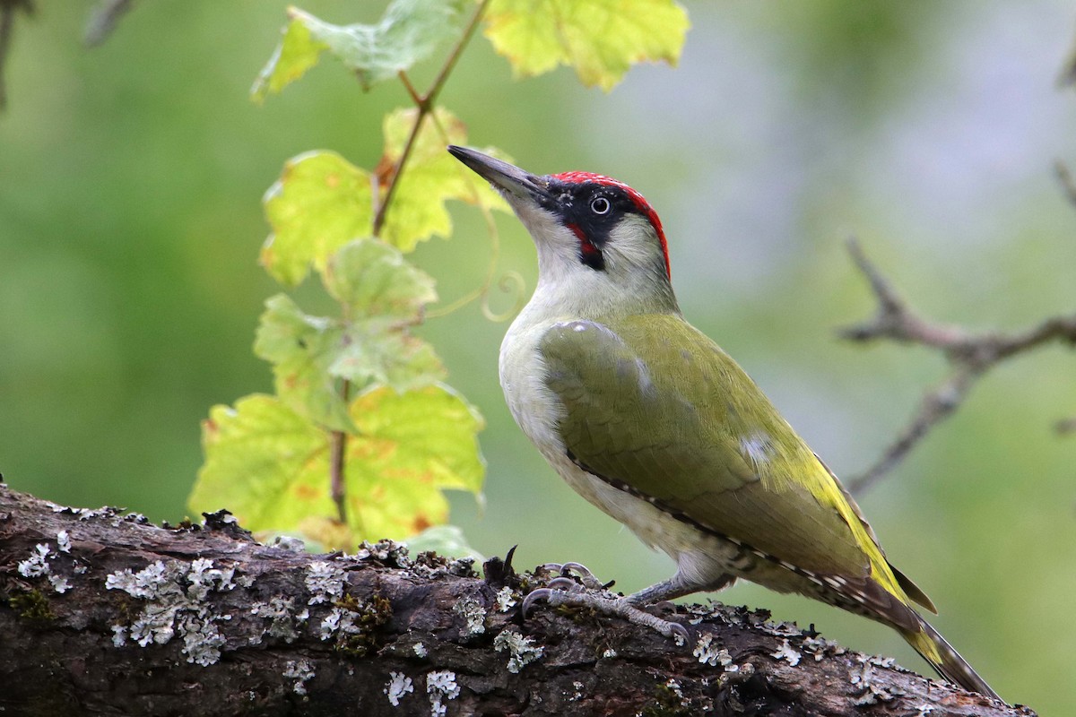Eurasian Green Woodpecker - Silas Würfl