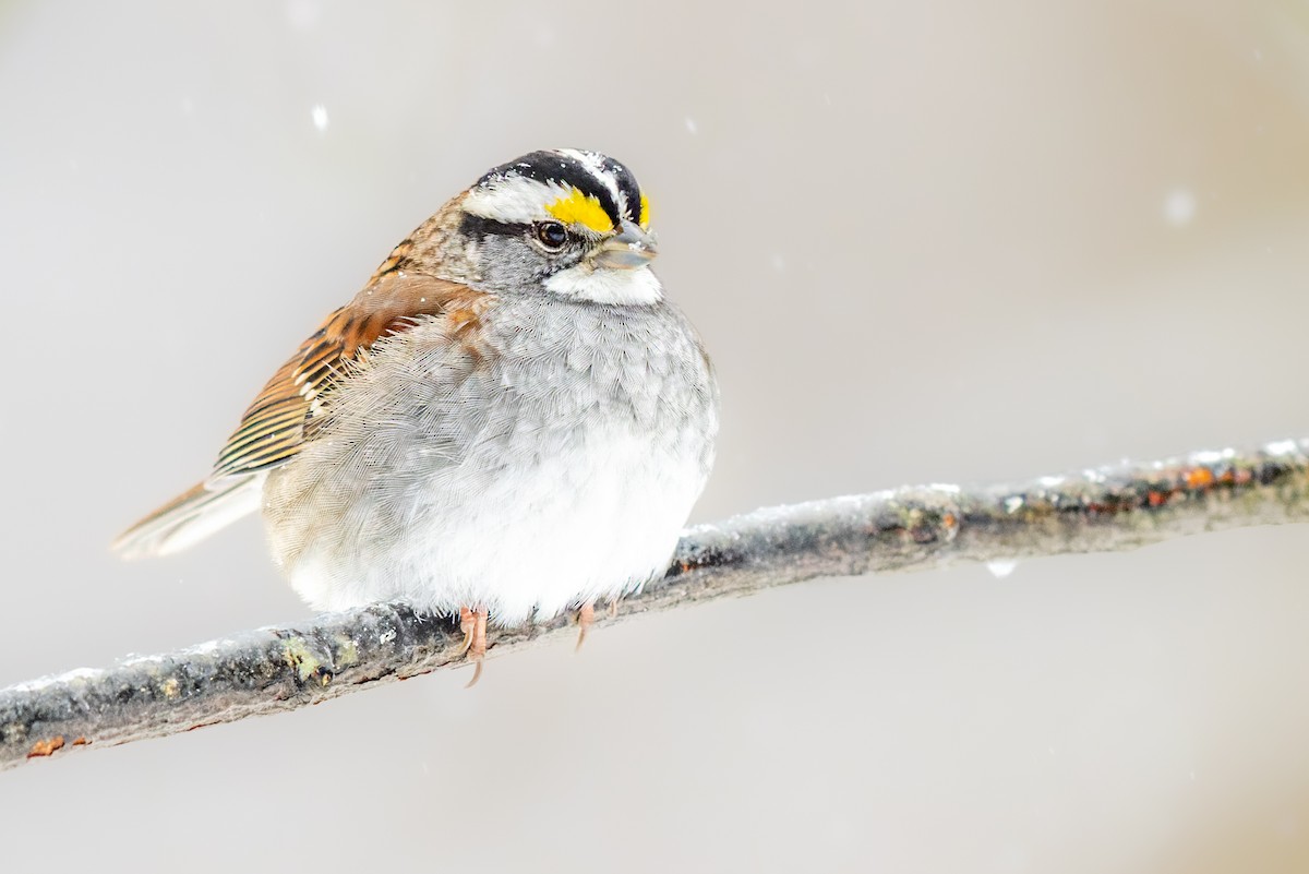 White-throated Sparrow - ML414774511