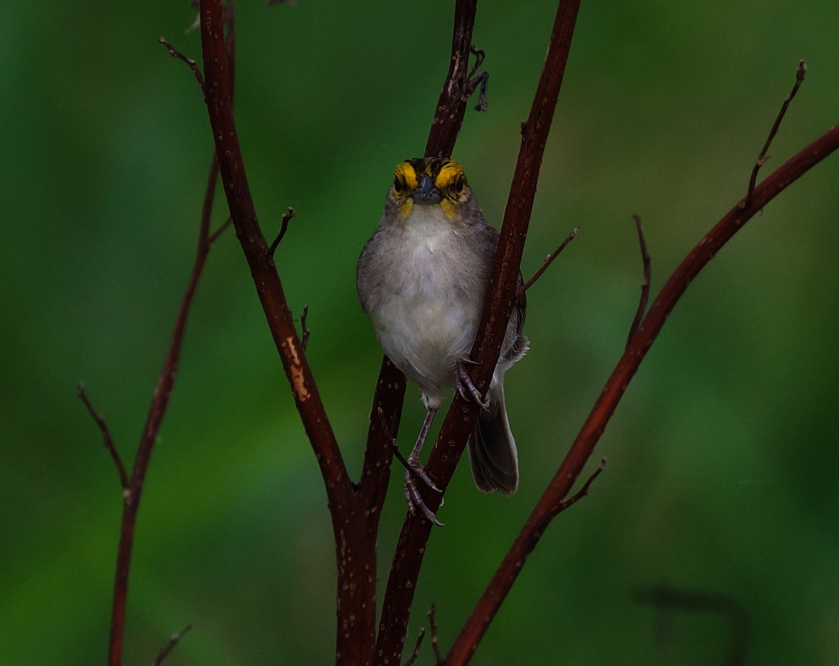 Yellow-browed Sparrow - ML414774661